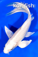 7.75" PLATINUM OGON BUTTERFLY