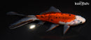 7.5" SHUBUNKIN GOLDFISH