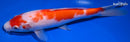 9" KOHAKU