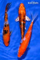PACK OF (3) 5-6" STANDARD KOI
