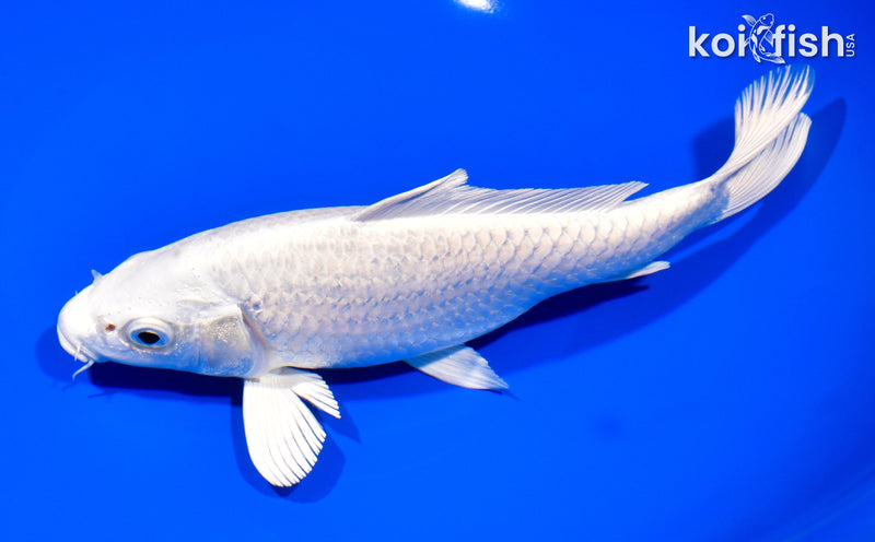 8" PLATINUM OGON