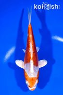 6.5" KIKUSUI