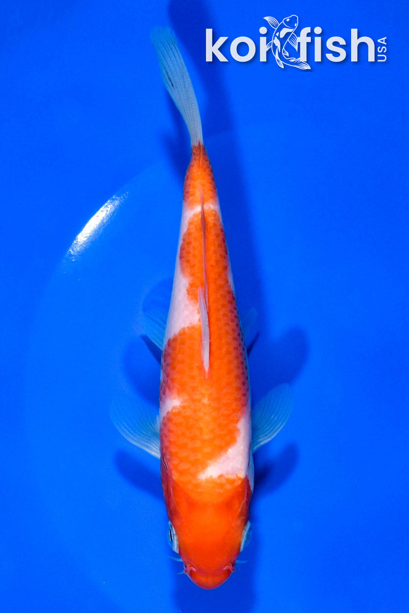5.75" KOHAKU