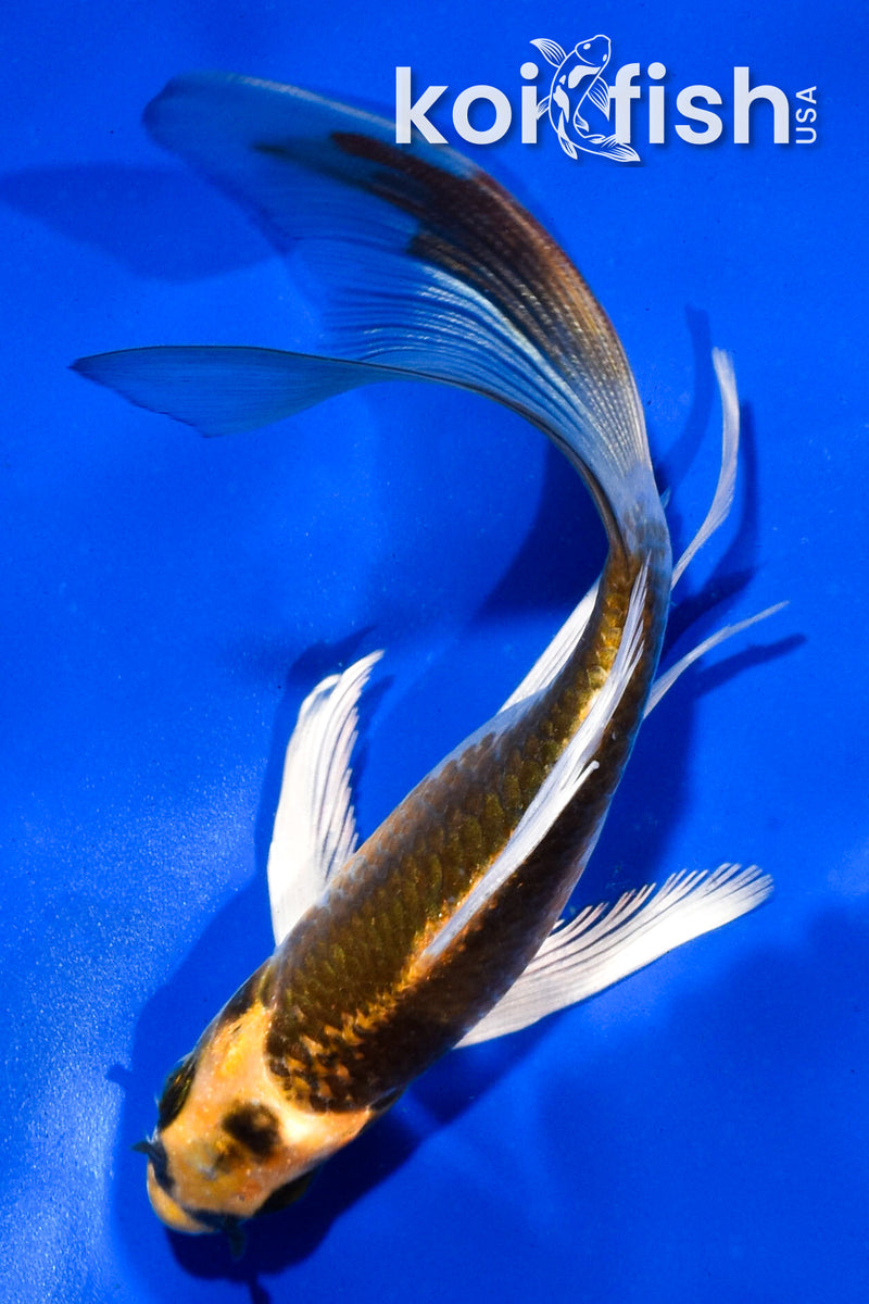 5" KUJAKU  BUTTERFLY
