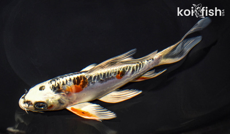 6.5" GINRIN BENI KIKOKURYU BUTTERFLY