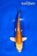 4.5" DOITSU YAMABUKI OGON