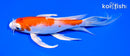7.75" HARIWAKE BUTTERFLY