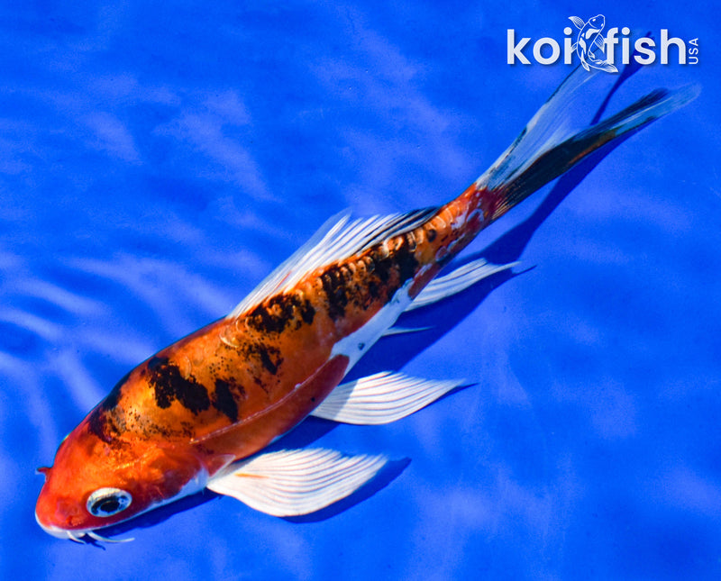 6" HEISEI NISHIKI BUTTERFLY