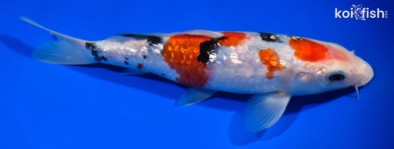 8.25" GINRIN MARUTEN SANKE