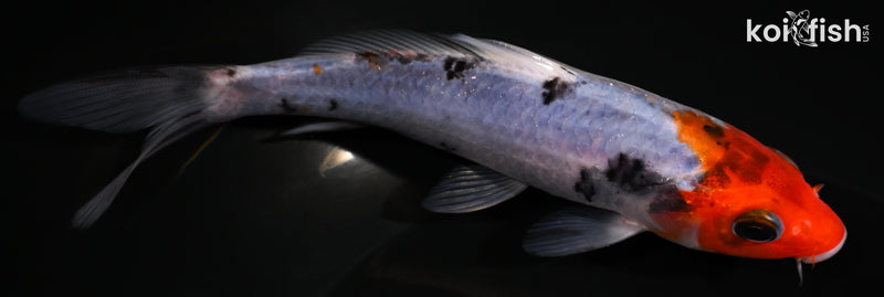 5" BENI MATSUKAWABAKE