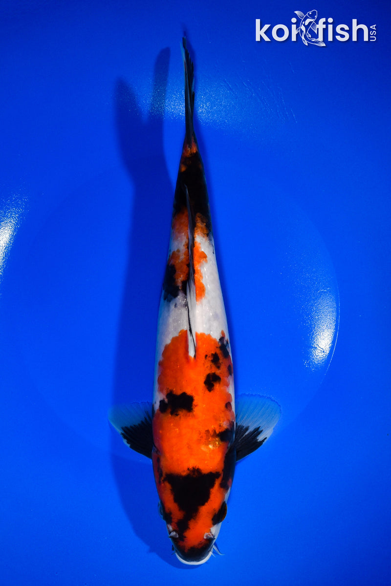 10.5" SHOWA