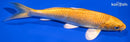 6.75" YAMABUKI OGON