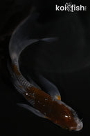 5" OCHIBA SHIGURE BUTTERFLY