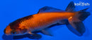 3.75" WAKIN GOLDFISH