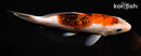 7.75" GINRIN GOROMO