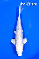 7.25" GINRIN PLATINUM OGON