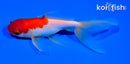 5.25" SARASA WATONAI GOLDFISH