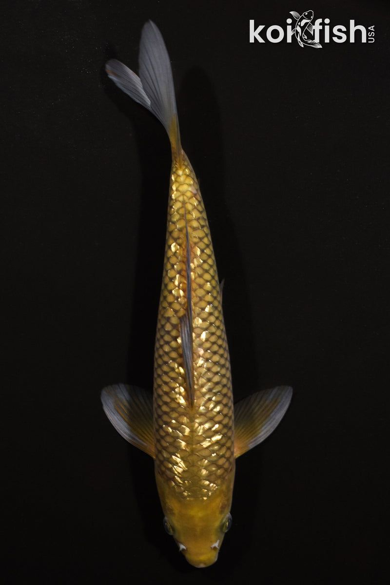 11.5" GINRIN CHAGOI