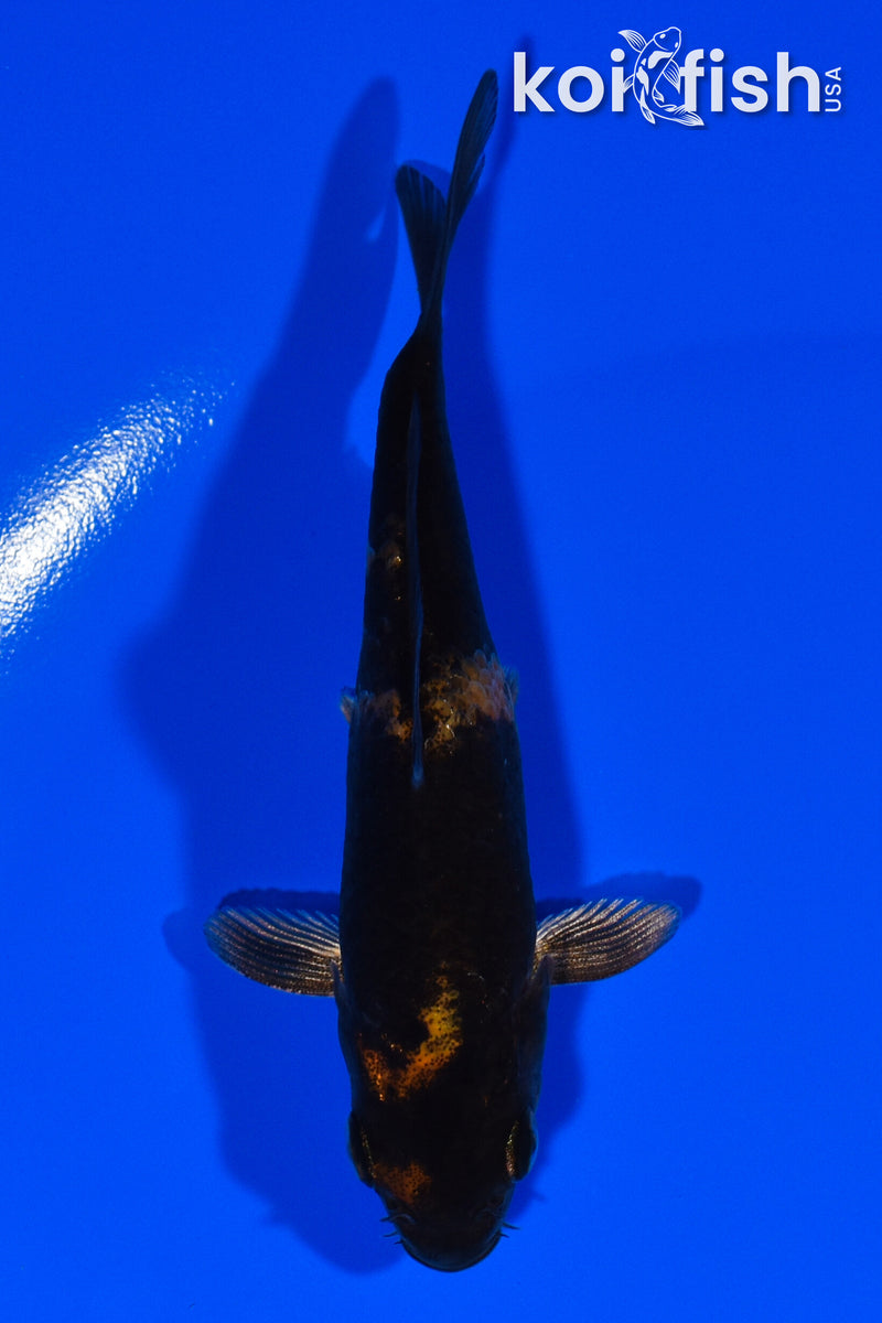 3.75" KIN HI UTSURI
