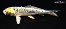 6.5" KIN KIKOKURYU