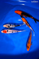 PACK OF (5) 5-6" STANDARD KOI