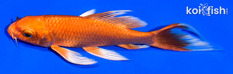 5.5" ORENJI OGON BUTTERFLY