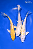 PACK OF (3) 6.5-7" STANDARD KOI