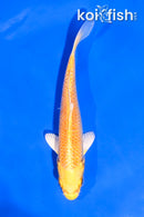 5" YAMABUKI OGON