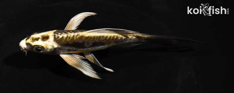 5.5" KIN KIKOKURYU BUTTERFLY