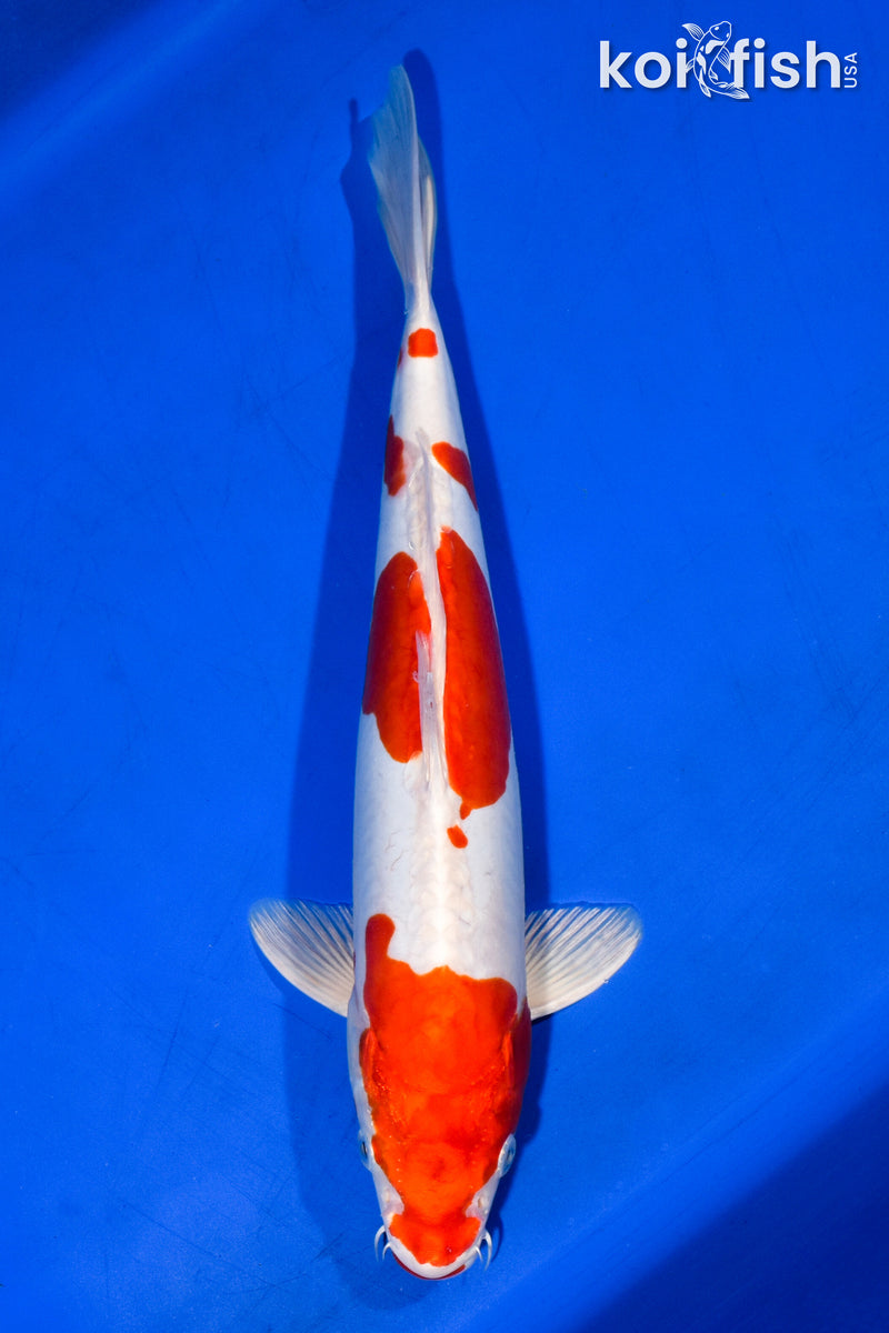13.75" KIKUSUI