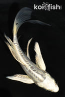 5" PLATINUM OGON BUTTERFLY