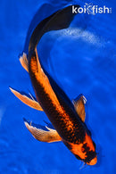 10.25" ORENJI MATSUBA BUTTERFLY