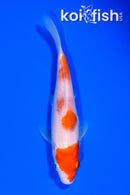 5.5" KOHAKU