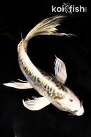 9.75" KIN KIKOKURYU BUTTERFLY