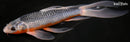 10.75" ASAGI BUTTERFLY