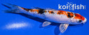 5.5" GINRIN YAMATO NISHIKI