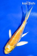 5" HARIWAKE BUTTERFLY