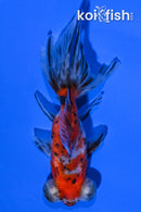 4.5" CALICO TELESCOPE FANTAIL GOLDFISH