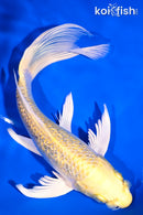 7.75" GINRIN YAMABUKI OGON BUTTERFLY