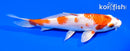 6" HARIWAKE