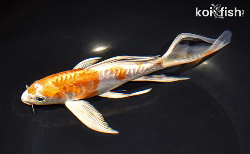 7.75" ARAGOKE HARIWAKE BUTTERFLY
