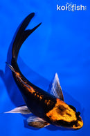 5" BENI KIKOKURYU BUTTERFLY