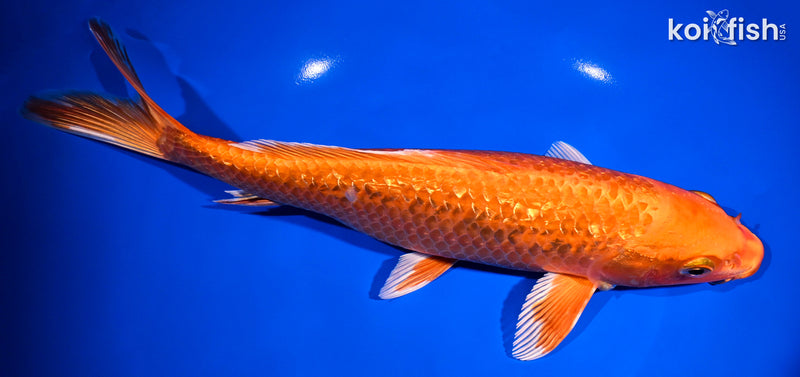 10.25" GINRIN ORENJI OGON