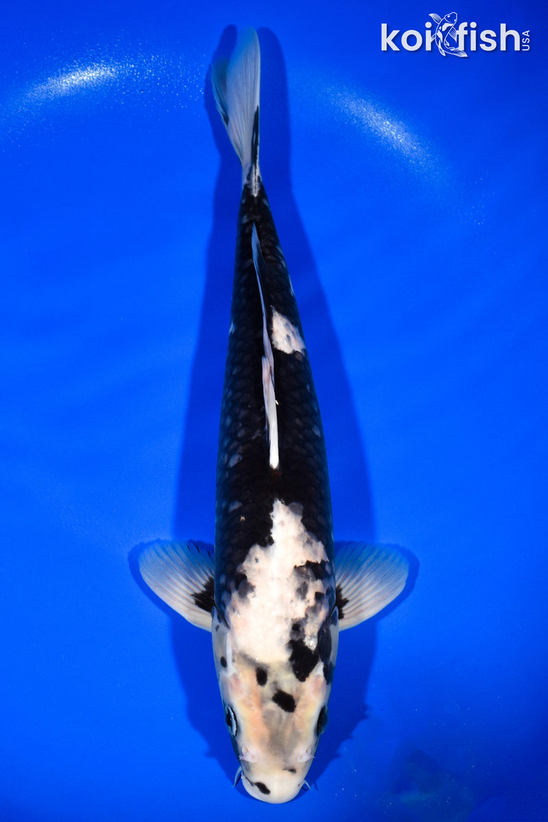 13.75" BENI MATSUKAWABAKE