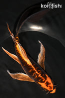 8.25" BENI KIKOKURYU BUTTERFLY