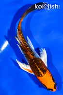 5" GINRIN KUJAKU BUTTERFLY