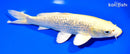 9.25" GINRIN YAMABUKI OGON