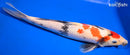 13.75" MARUTEN SHOWA