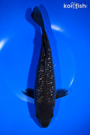 10.25" GINRIN MATSUKAWABAKE