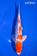 7.25" GINRIN HARIWAKE